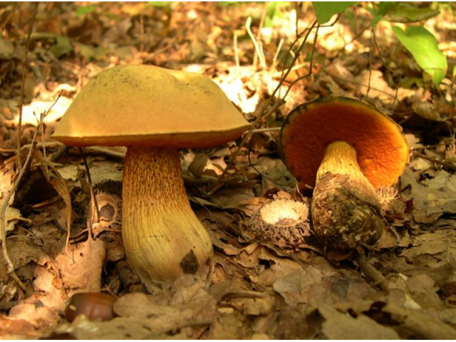 Мицелий Дубовика оливково-бурого (Boletus luridus)